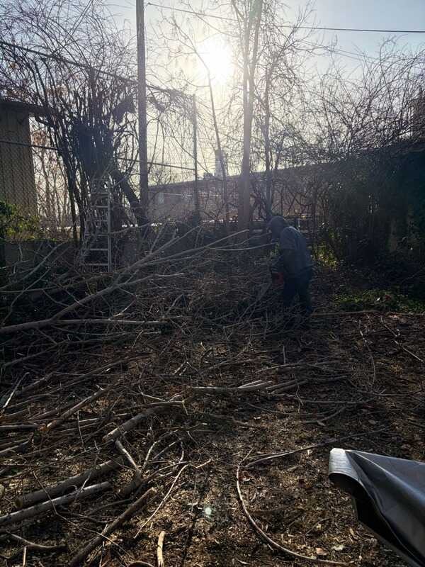 Yard trimming and wood removal